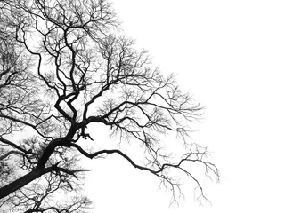 Toter Zweige Baum isoliert auf weißem Hintergrund © pkanchana