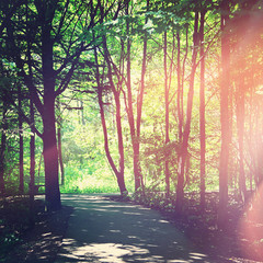 Path with trees - With Instagram effect