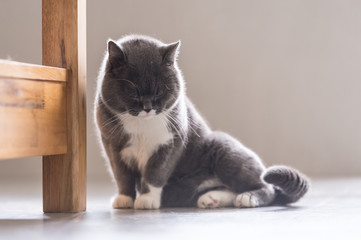 The gray British cat