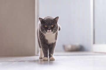 The gray British cat