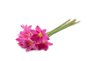 Pink lily isolated on a white background. zephyranthes candida