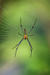 Image of a Golden orb web spider on nature background. Insect Animal