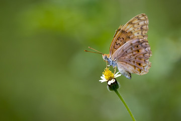 Image of a butterfly on nature background. Insect Animal