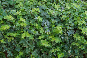 green leaf in agricultural farm for background