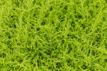 green leaf in agricultural farm for background