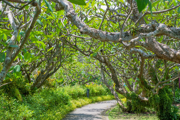 Pathway and Tree with sun light in public park
