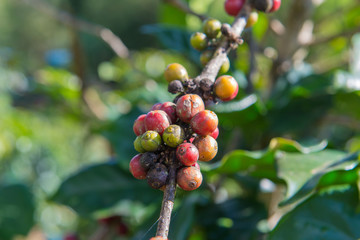 Arabica and Robusta tree in Coffee plantation