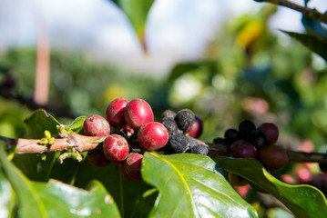 Arabica and Robusta tree in Coffee plantation