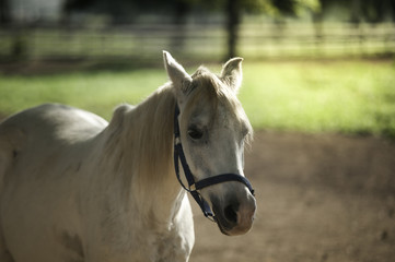 Fototapeta premium Close up horse in farm