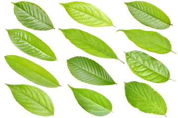 Collection of green leaves