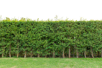 hedge fence or Green Leaves Wall isolated on white background