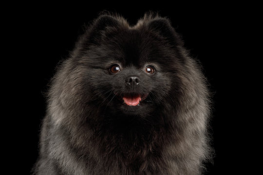 Close-up Portrait of Happy Pomeranian Spitz Dog on Isolated Black Background, front view