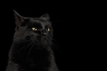 Obraz premium Portrait of Curious Black Cat making face on Isolated Dark Background, front view