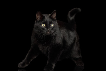 Playful Black Cat Standing on Isolated Dark Background