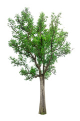 Obraz premium isolated tree on white background,tree object, tree on white background