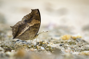 Fototapeta na wymiar Image of a butterfly on nature background. Insect Animal (Lurcher.,Yoma sabina vasuki Doherty)