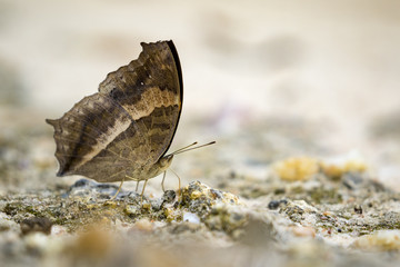 Image of a butterfly on nature background. Insect Animal (Lurcher.,Yoma sabina vasuki Doherty)