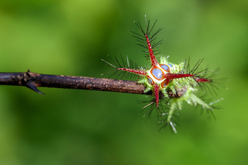 Image of a wattle cup caterpillar on nature background. Insect Animal