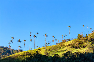 Wax palms run along the ridge near Salento; Colombia.