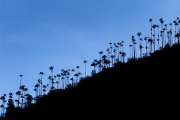 Early morning silhouette view of wax palms near the Los Nevados National Park near Salento, Colombia.