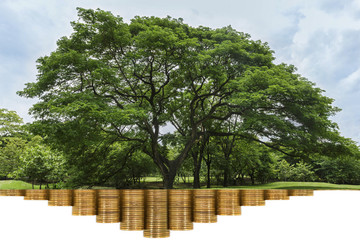 Tree and plant with stack of coin is like tree roots under the ground isolated on white background,...