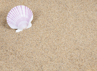 Fototapeta na wymiar starfish in the beach sand - copy space