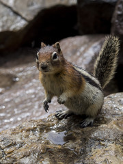  Hungry Chipmunk begging for food