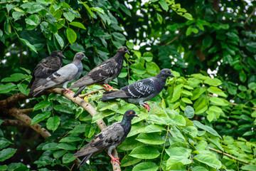pigeons that are perched on the gumkino tree