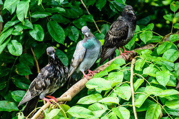 pigeons that are perched on the gumkino tree