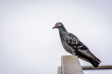 closeup photo of pigeon with isolated background