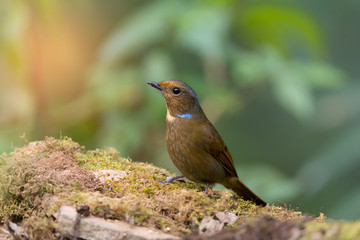 Blue cheeked bird..Large niltava ( Niltava grandis ) living in highland ,northern Thailand.
