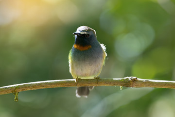 Orange neck bird..Rufous gorgeted flycatcher ( Ficedula strophiata ) living in highland ,northern Thailand.