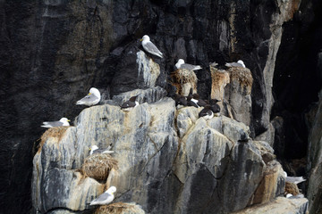 Black-backed gulls and guillemots, Craigleith Island, Scotland