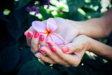 Plumeria frangipani flower in woman hands on a beautiful nature background