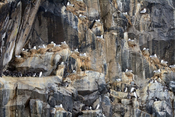 Fototapeta na wymiar Black-backed gulls and guillemots, Craigleith Island, Scotland