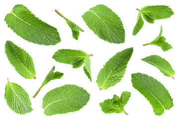 Mint leaf herb closeup collection