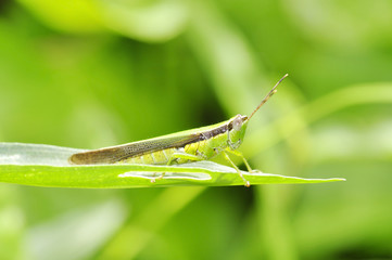 Grasshopper