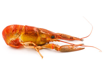 Boiled Crayfish or Freshwater lobster on a white background.