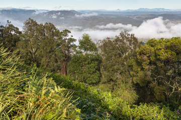 tropical rainforest in Tamborine National Park, Queensland, Australia