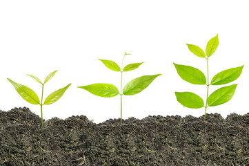 young plant