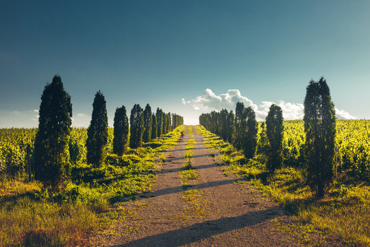 Direct Road With Rows Of Poplar Trees Left And Right, One Point Perspective Horizon, Rural Landscape