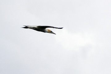 Northern gannet, Bass Rock, Scotland