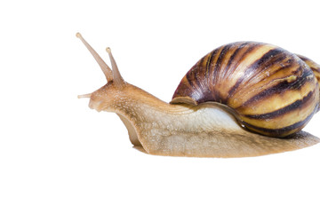 Close up of Snail isolated on white background.