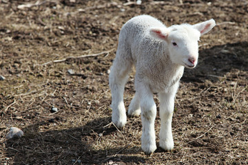 Obraz premium Little Lamb on farm