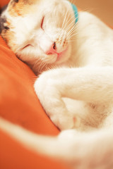 Fototapeta na wymiar Close up of cat curled up sleeping in bed