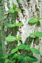  Abstract image of  fresh green leaf texture  leaves in nature