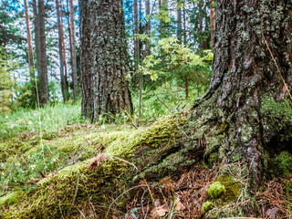 Forest. Wild plants and trees