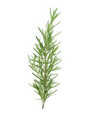 rosemary isolated on white background