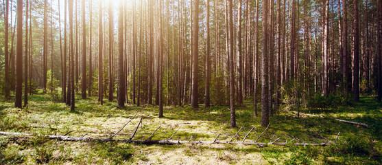 Obraz premium Wild forest panorama