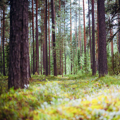 Plants and trees background